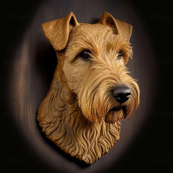 Lakeland Terrier dog